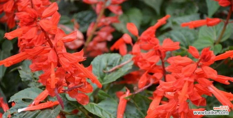 揭开一串红的神秘面纱,探寻它的花语和寓意 一串红的花语与寓意