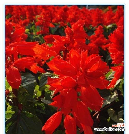 揭开一串红的神秘面纱,探寻它的花语和寓意 一串红的花语与寓意