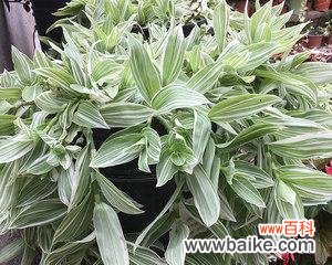 揭秘银边吊兰的花语和象征意义 银边吊兰花语解读