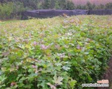 为什么我们需要移植苗？如何正确地移植苗？ 移植苗的意义和方法