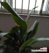 以一叶兰的寓意和象征探索生命的力量与美好 一叶兰