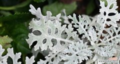 银叶菊的花语及其象征意义 银叶菊的花语——寄托永恒的友谊