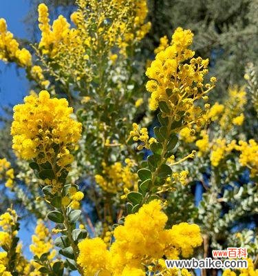 探索银叶金合欢树的含义,了解其神秘之处 银叶金合欢树花语解析