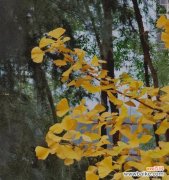 探寻银杏花背后的神秘力量 银杏花的花语与意义