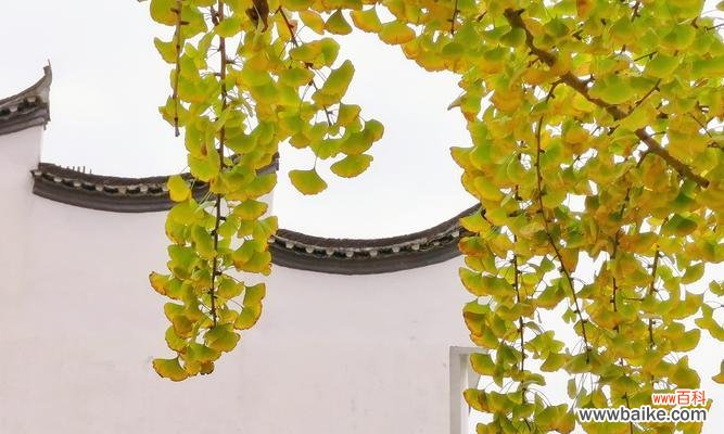 探寻银杏花背后的神秘力量 银杏花的花语与意义