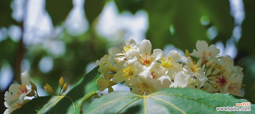 探寻油桐花所传递的情感与象征 油桐花的花语与寓意