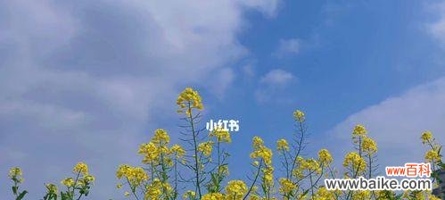 美丽绽放的花海中，传递着什么样的寓意？ 油菜花的花语