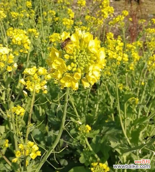 美丽绽放的花海中，传递着什么样的寓意？ 油菜花的花语