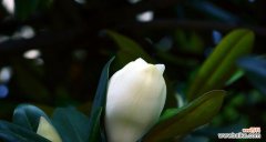 探寻广玉兰花的秘密 广玉兰花的花语与寓意