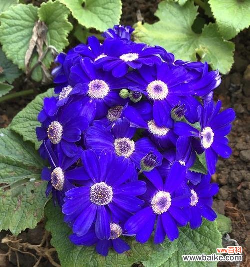 探寻瓜叶菊花语的传统与现代意义 瓜叶菊花语与寓意