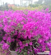 探究冠幅在文化传承中的重要性 解析冠幅的意义与作用