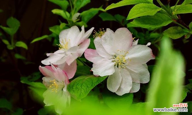 海棠花的花语深入解读 海棠花的花语及其象征意义