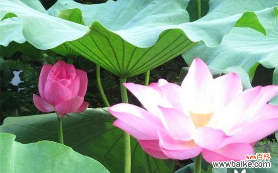 探索荷花的深刻寓意 荷花的花语与意义