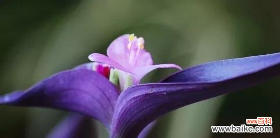 解读以合果芋的花语与寓意 以合果芋的花语与意义