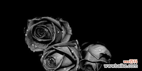 揭秘黑色玫瑰的花语及其象征意义 黑色玫瑰