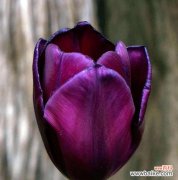 深邃神秘 黑色郁金香的花语