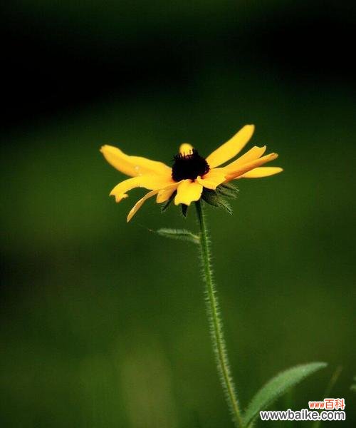 黑心菊 以黑心菊的花语和寓意
