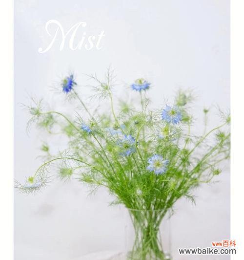 探寻黑种草花朵的神秘之处 黑种草的花语与意义