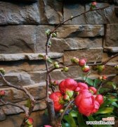 香荚蒾的花语有哪些？它们各自代表了什么？