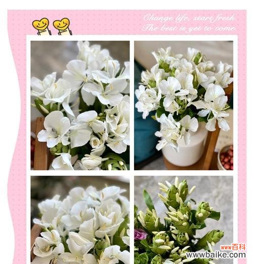 姜花有几种花语？每种花语都代表了什么含义？