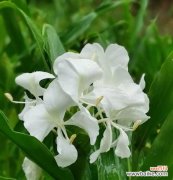 姜花有几种花语？每种花语都代表了什么含义？