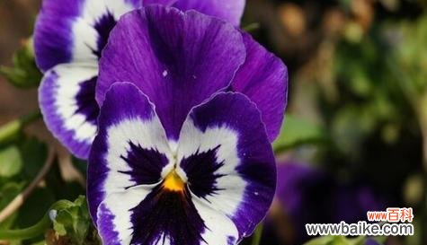 瑚碟花的花语是什么？它象征着怎样的情感？