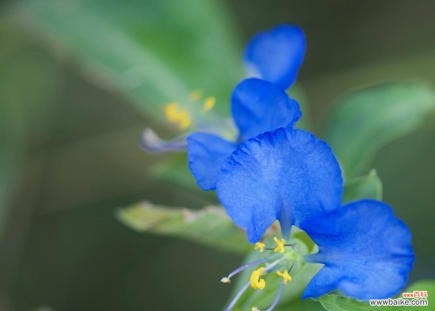 瑚碟花的花语是什么？它象征着怎样的情感？