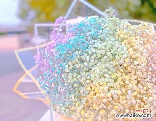 满天星的花语是什么？它象征着怎样的情感？