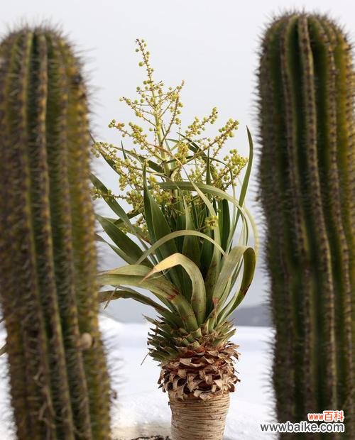 仙人掌的花语有哪些?它们各自代表了什么?