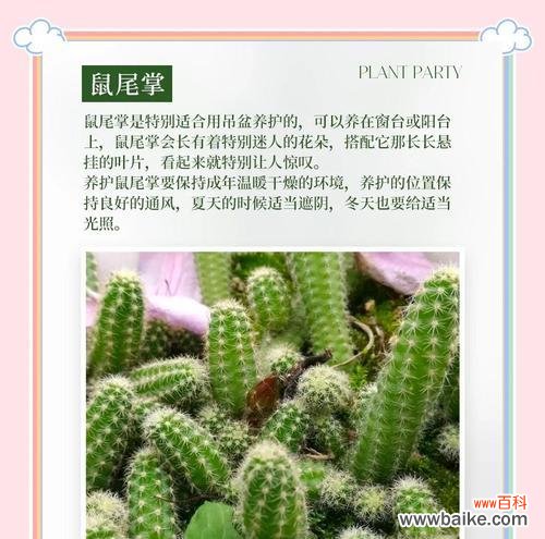 仙人掌的花语有哪些?它们各自代表了什么?