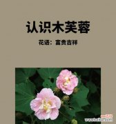 粉芙蓉花的花语是什么？它传递了怎样的情感？