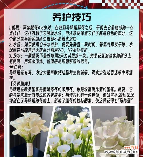 马帝莲的花语是什么？它象征着怎样的情感？