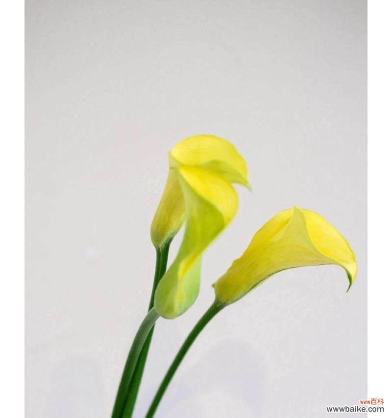 马帝莲的花语是什么？它象征着怎样的情感？