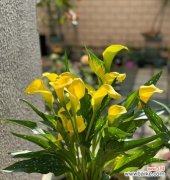 马帝莲的花语是什么？它象征着怎样的情感？