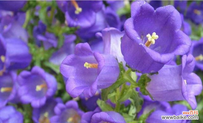 金鱼草的花语是什么？它传递了怎样的情感信息？