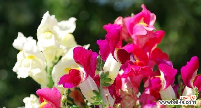 金鱼草的花语是什么？它传递了怎样的情感信息？