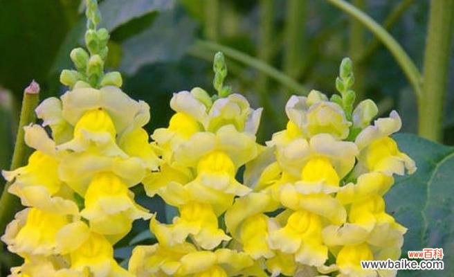 金鱼草的花语是什么？它传递了怎样的情感信息？