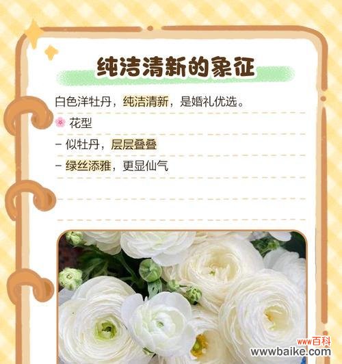 牡丹花语具体是什么?它有哪些特别的含义?