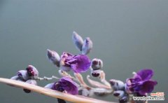 再力花花语解读与鉴赏 以再力花的花语—美丽与坚韧并存