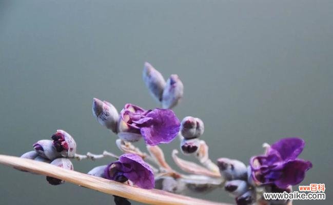 再力花花语解读与鉴赏 以再力花的花语—美丽与坚韧并存