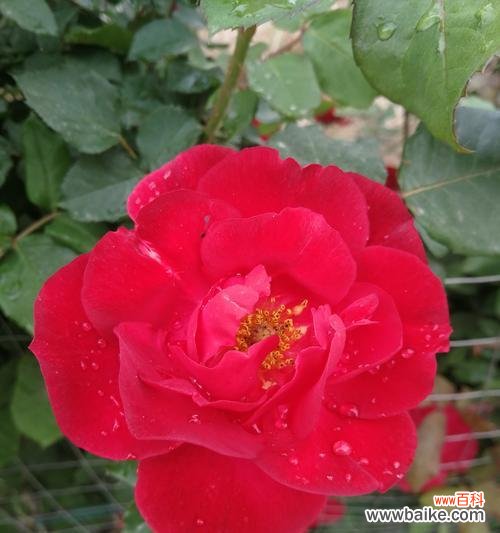 赋予生活情感和希望的花朵之语 月季花的花语和寓意——绽放爱与美的象征