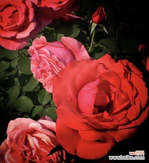 赋予生活情感和希望的花朵之语 月季花的花语和寓意——绽放爱与美的象征