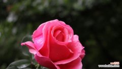 赋予生活情感和希望的花朵之语 月季花的花语和寓意——绽放爱与美的象征