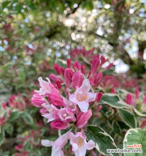 解析主蔓长度对植物形态和产量的调控作用 主蔓长度对植物生长的影响