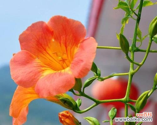 解析主蔓长度对植物形态和产量的调控作用 主蔓长度对植物生长的影响