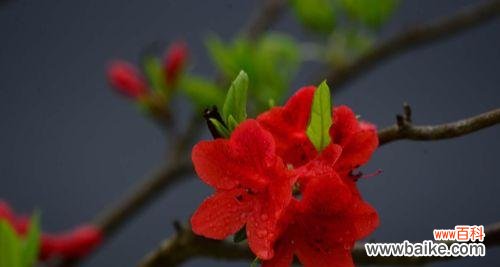 传递爱与希望的映山红,恋爱、友谊与家庭的象征 映山红花语之美——探寻花海中的真情