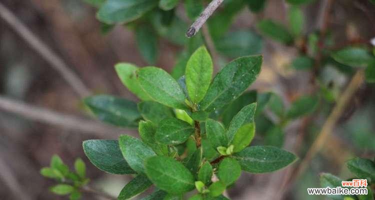 传递爱与希望的映山红,恋爱、友谊与家庭的象征 映山红花语之美——探寻花海中的真情