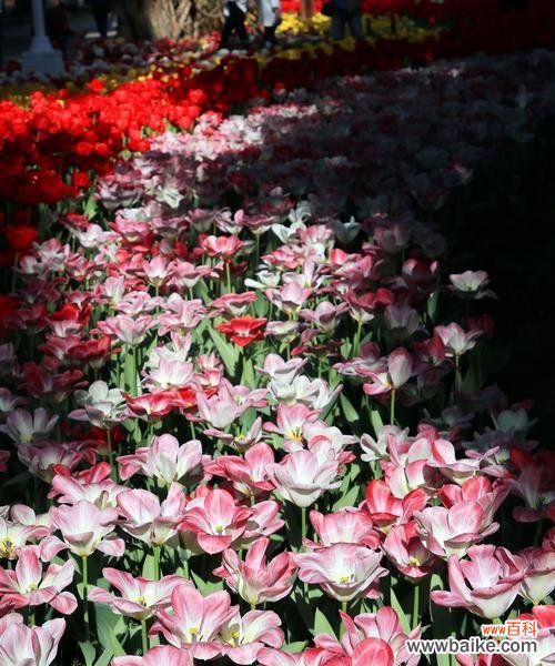 探索郁金樱花所传达的深层含义与象征 郁金樱的花语——希望与美丽