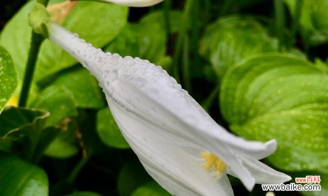 天然玉簪，古老花魂的诠释 《玉簪花的花语与传说》