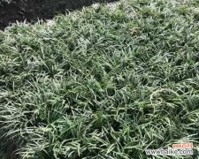 探索玉龙草的象征意义和生命力 玉龙草